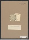 Stictodiscus sp. (de-Toni-Nr.: Genus 205) Zeichnungen Sammlung Grunow Nr. 9065 (NHMW-BOT-W0378811)